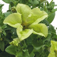 petunia 'Crazytunia Bitter lemon'